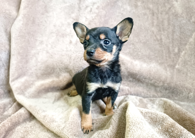 Minyatür pinscher bebekler